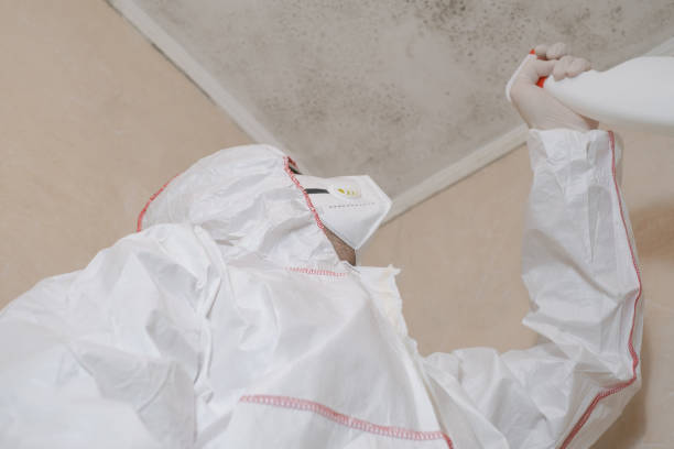 Colorado Springs, CO Mold Removal Company